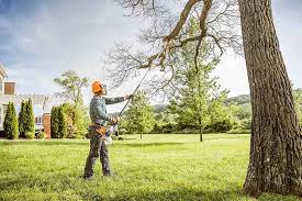 Best Tree Removal  in Huntington Beach, CA