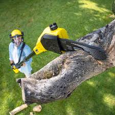 Reliable Huntington Beach, CA Tree Care Services Solutions