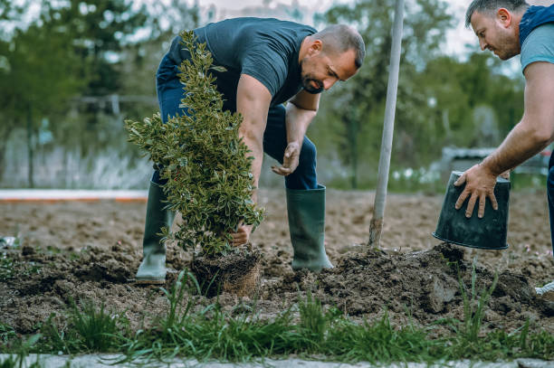 Best Utility Line Clearance  in Huntington Beach, CA