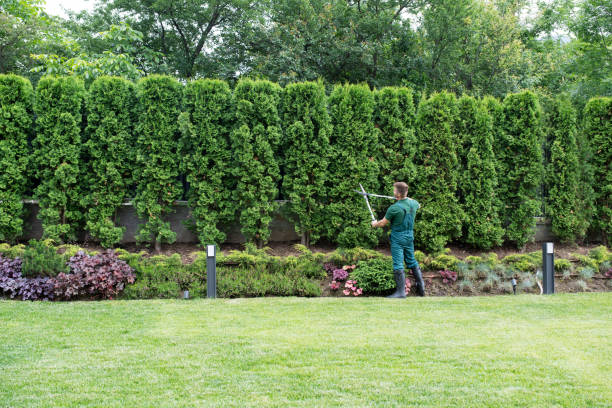 Lawn Watering Services in Huntington Beach, CA