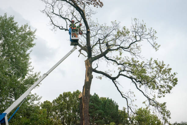 Best Hazardous Tree Removal  in Huntington Beach, CA