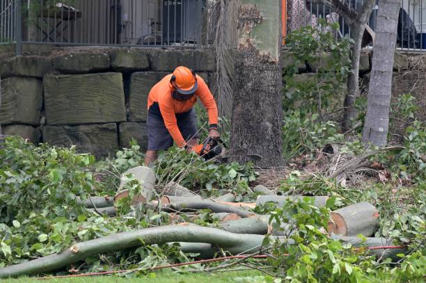 Best Tree Risk Assessment  in Huntington Beach, CA